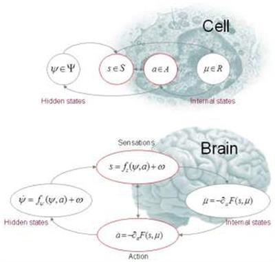 Frontiers | Am I Self-Conscious? (Or Does Self-Organization Entail Self ...